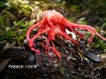 Aseroe rubra-amf379-2